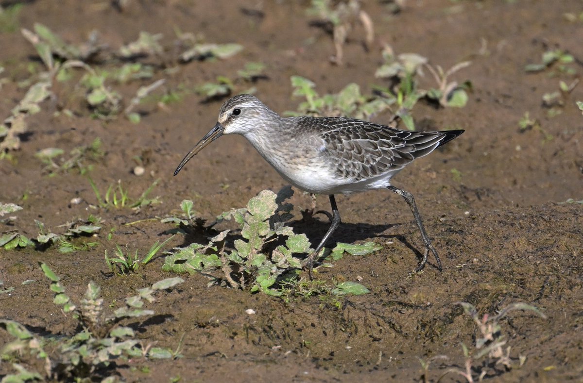 Bri Thompson (@bri66thomp) on Twitter photo Cheddar Reservoir today, Little Tern, Grey Phalarope, Glossy Ibis and Curlew Sandpiper, very nice morning. <a href="/somersetbirds/">Somerset Birds</a> Cheddar Reservoir today, Little Tern, Grey Phalarope, Glossy Ibis and Curlew Sandpiper, very nice morning. <a href="/somersetbirds/">Somerset Birds</a>