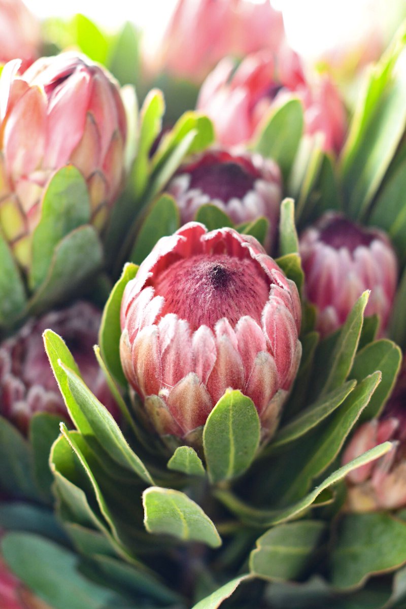 Proteas? Always! 🌿🌷🌷🌷🍃

Time to head on over to the <a href="/OldTownTemecula/">Old Town Temecula</a> Farmers Market (8am – 12:30pm). We have plenty of vibrant proteas &amp; lush greens, bouquets + plants to brighten up your weekend and get you through the week ahead. 🌷😊 #farmersmarketfinds #proteas #cagrown