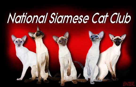 NASCHartinc's tweet photo. #NationalSiameseCatClub:#NSCC 

#CFACatShow:@CFAOrg 
#TheCatFanciersAssociation 
#FelineAgility 

Sept13-14,2025,Sat&amp;Sun 
9am-4pmET 
730-830am:Checkin:Sat 

#SwedenClarksonCommunityCenter 

@Brockport_NY 

#invisibleDisabilities 
JoeHart❤️,PwD’s https://t.co/s8ULCidbdj