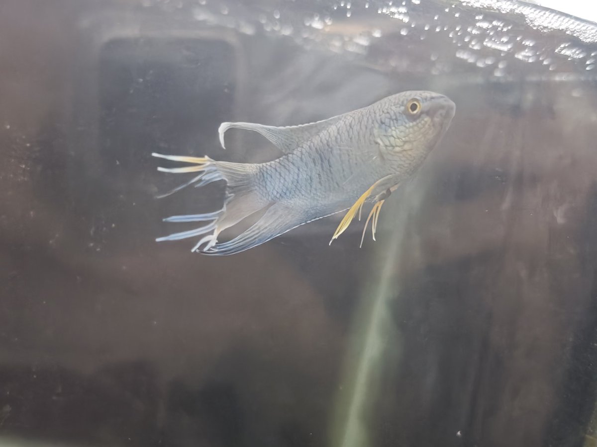 养鱼初有小成，当时十块买了五六只