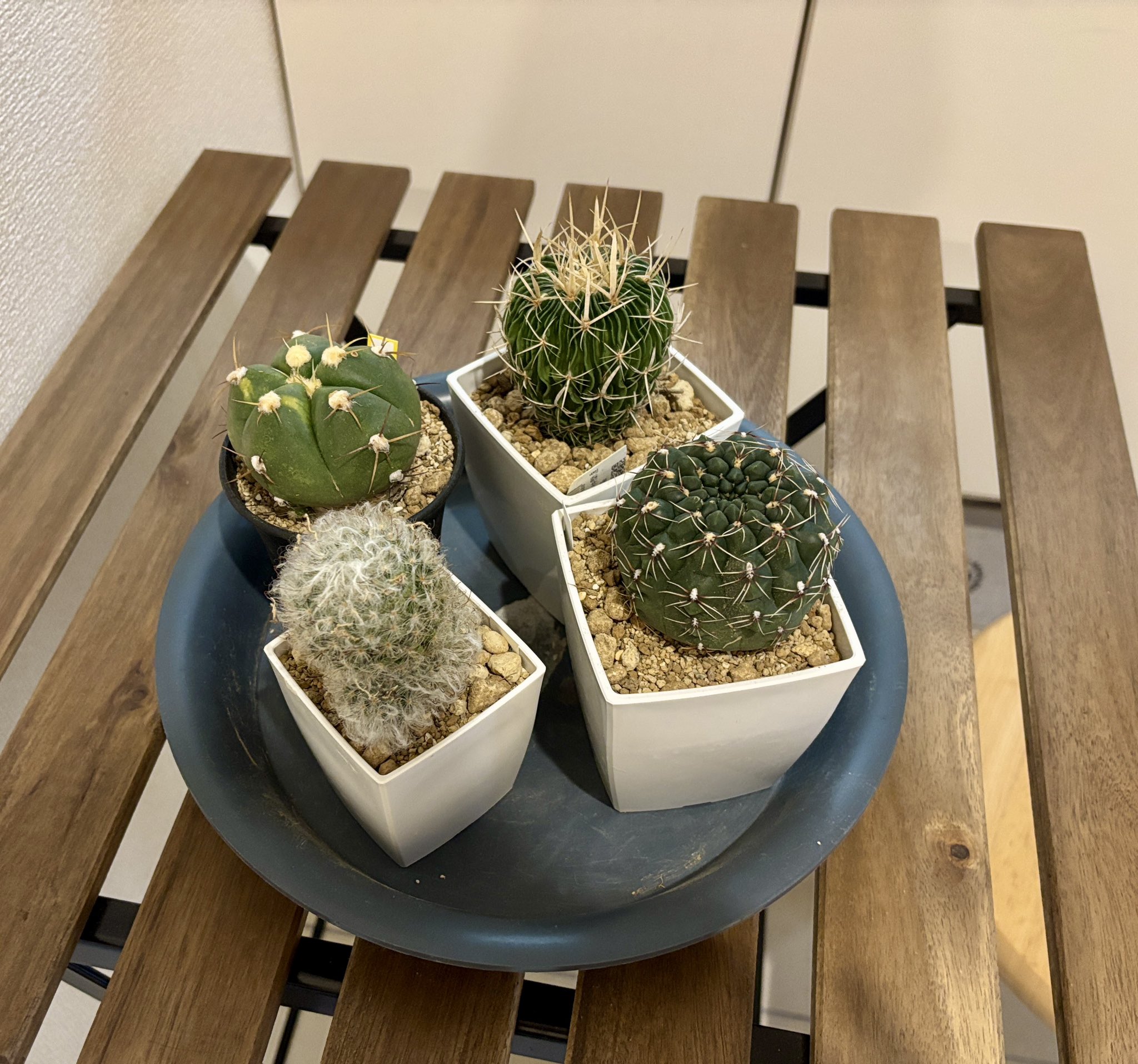 Fuji🌵🌿🫖 on X: 