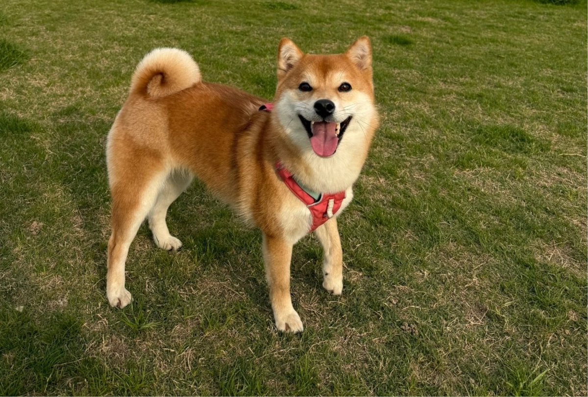 Touch grass with Shiba Inu
 <a href="/opensea/">OpenSea</a>  #openseatouchgrass