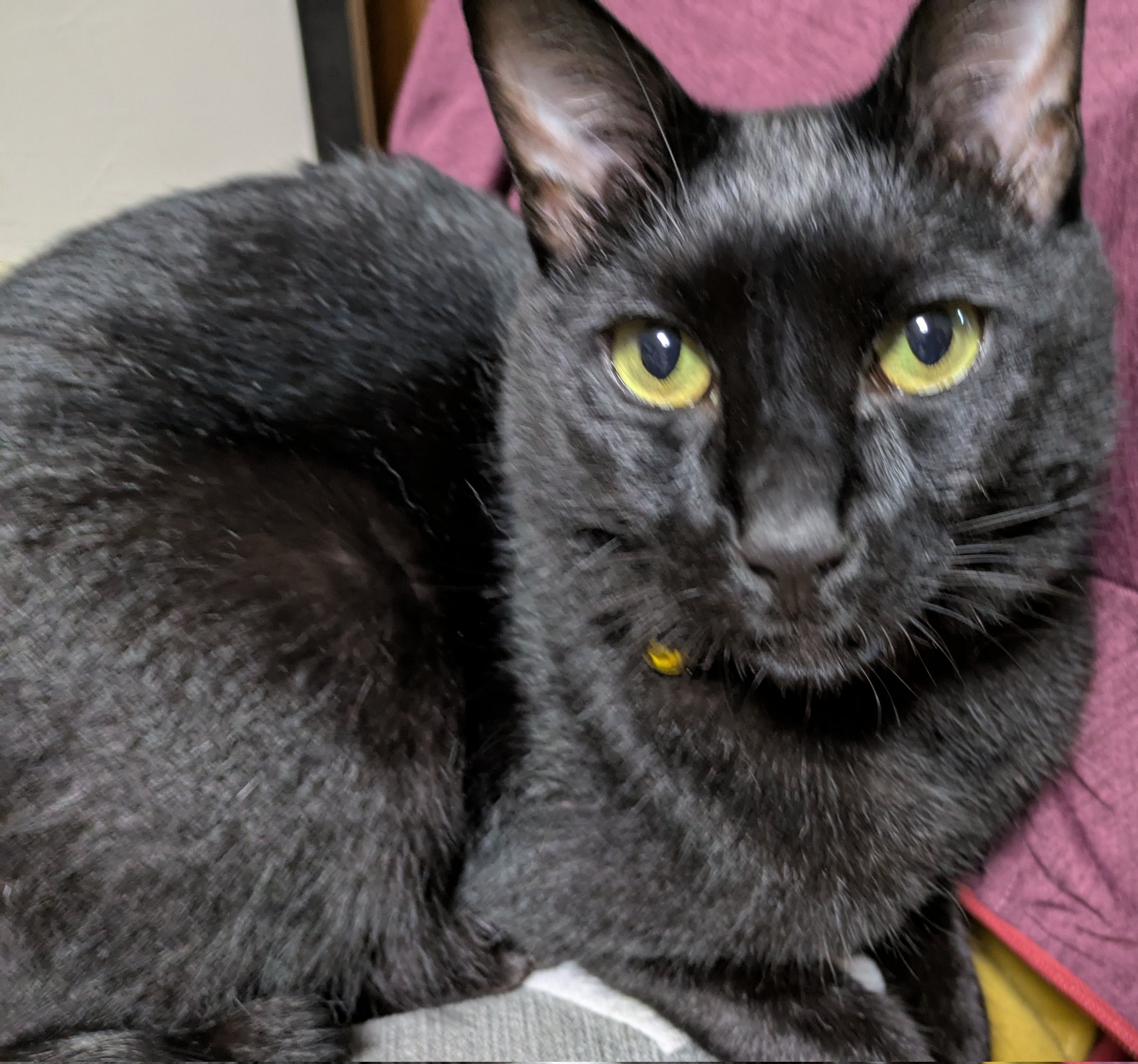 クリスマス☆黒猫ちゃん 横浜駅のクリスマスとモフモフ黒ねこ | 横浜暮らし