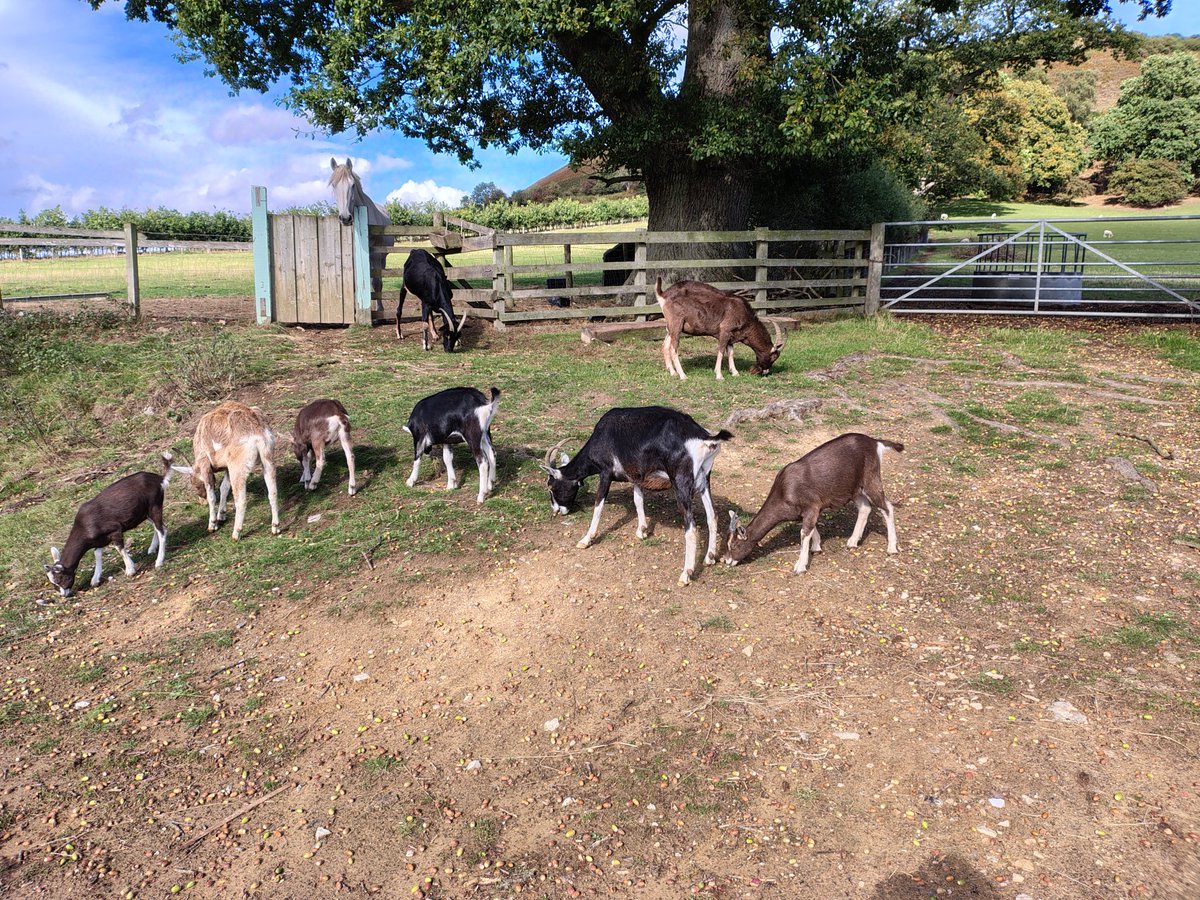 Acorn cleanup crew activated.