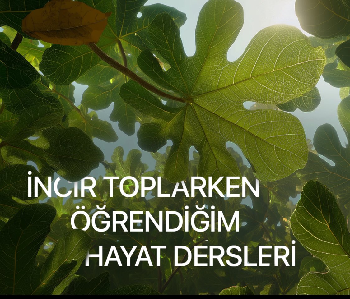 Geçtiğimiz yaz bir tanıdığımız, “İncir toplamaya gelir misiniz?” diye sordu. Bu soruyla başlayan süreçte öğrendiklerimi bir yazı içerisinde topladım.

İncir toplarken öğrendiğim hayat dersleri ⬇️  

open.substack.com/pub/keremcgrci…