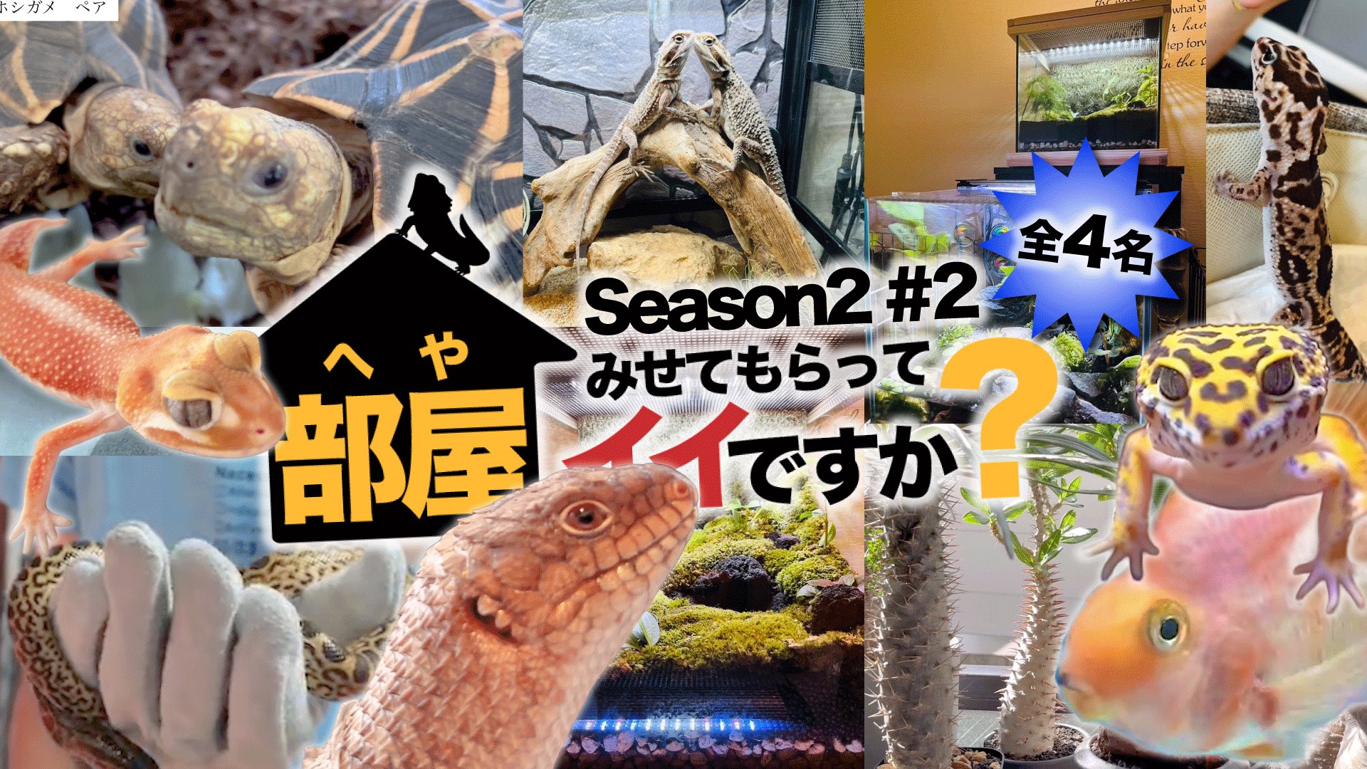 ✴チイジンページ✴ VOISING ボイシングチップス 未開封 カード8枚 - メルカリ
