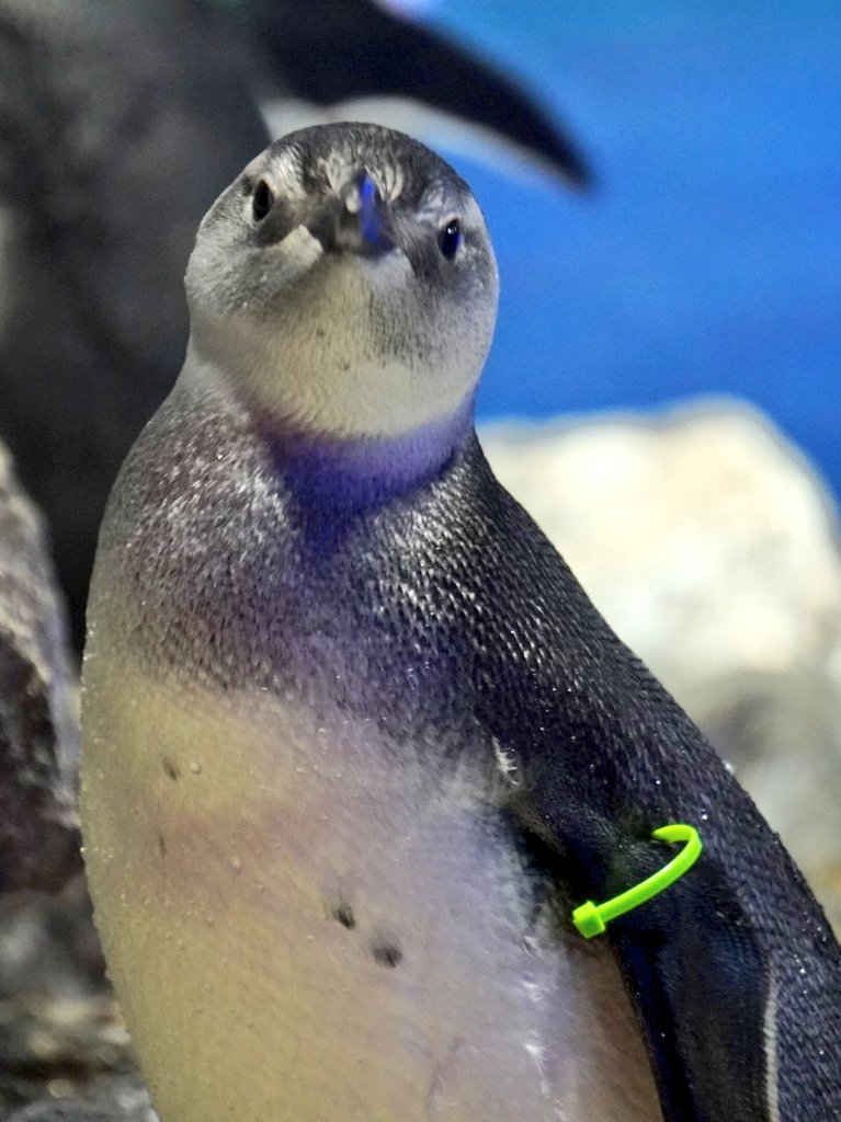 実物写真❤️ミオハルタカ好き❤️ ペンギンピアス 実物写真❤️ミオハルタカ好き❤️ ペンギンピアス - メルカリ