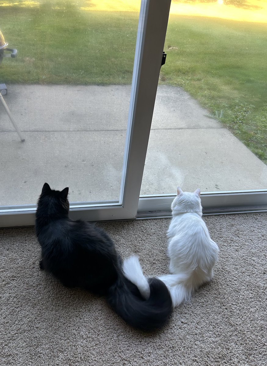 The pets only 🐾 (@thepetsonly) on Twitter photo 