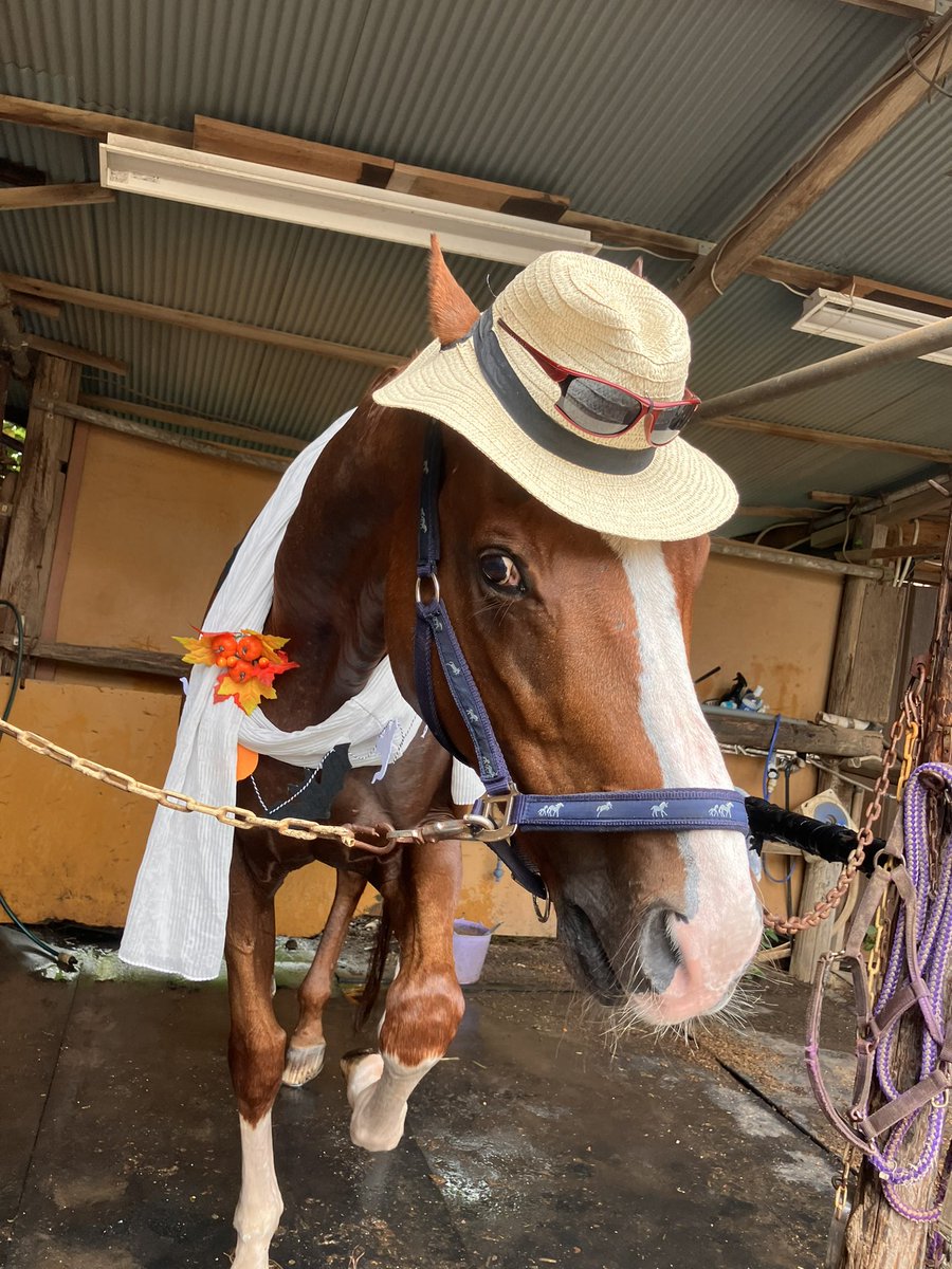 New costume!?🎃👻

🐴トリックオアトリート❗️