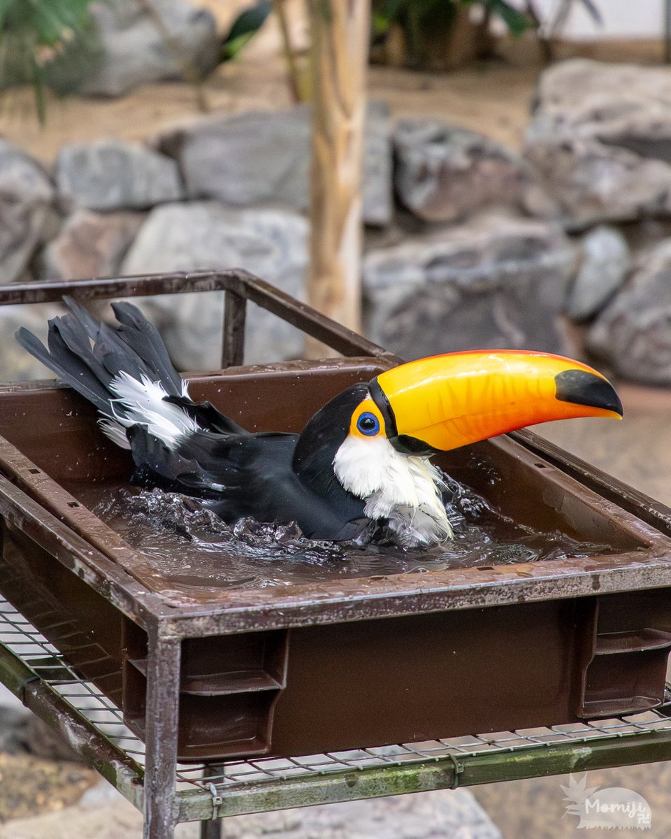オニオオハシの入浴シーン