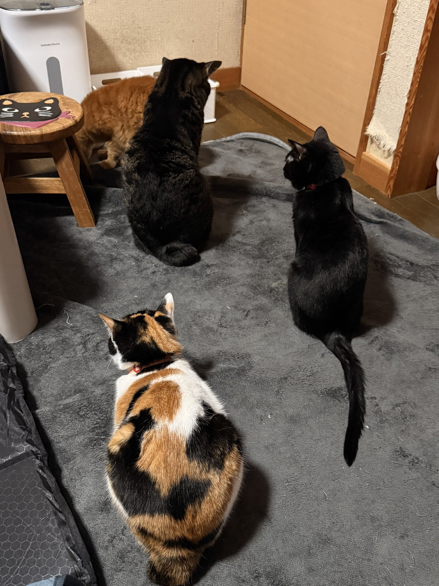 どこかの猫好き maxresdefault.jpg