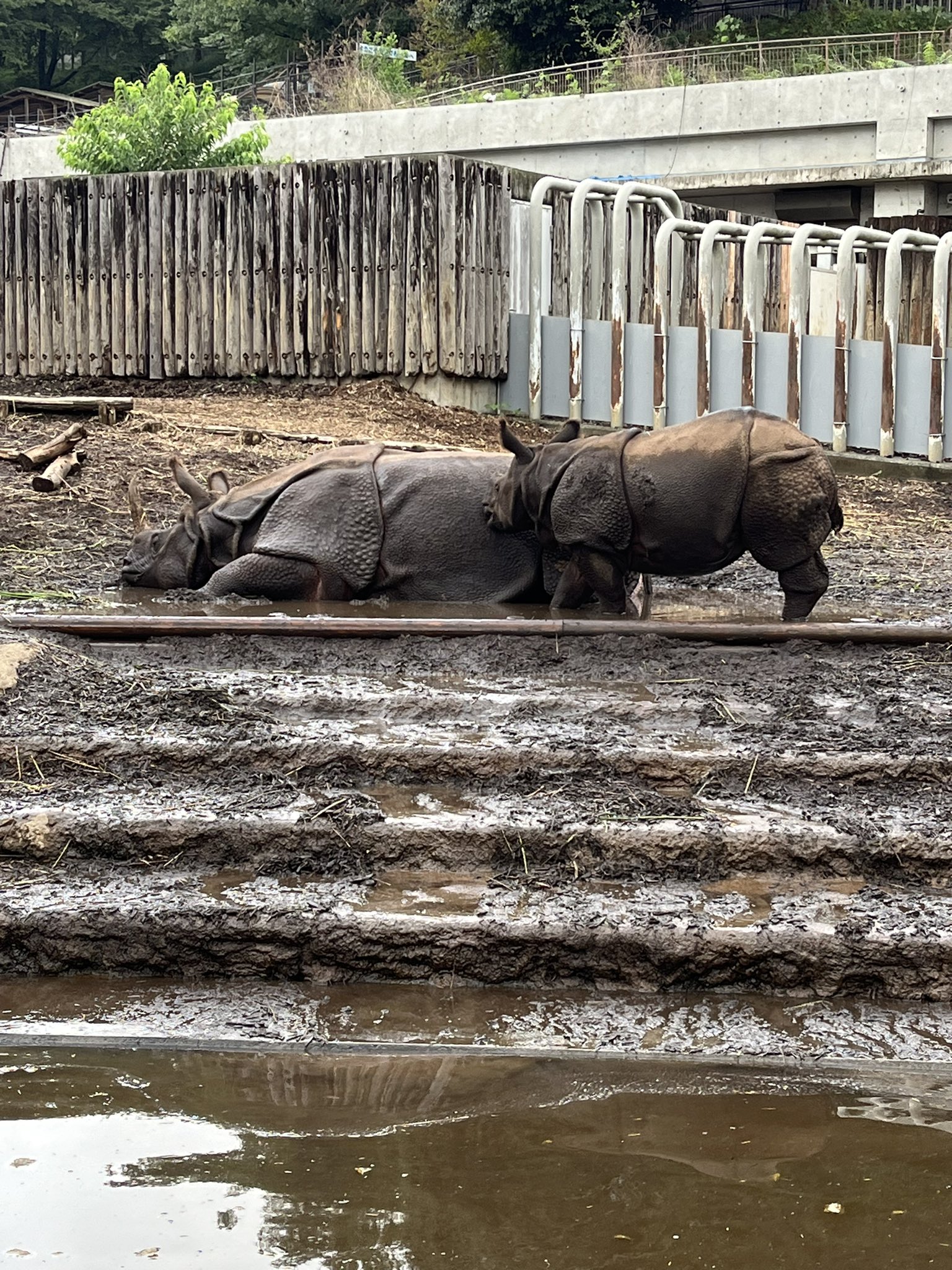 京都から這い寄るオランウータン様 リクエスト 2点 まとめ商品 2025年 Tanjung Puting National Park - 出発前に知っておくべき