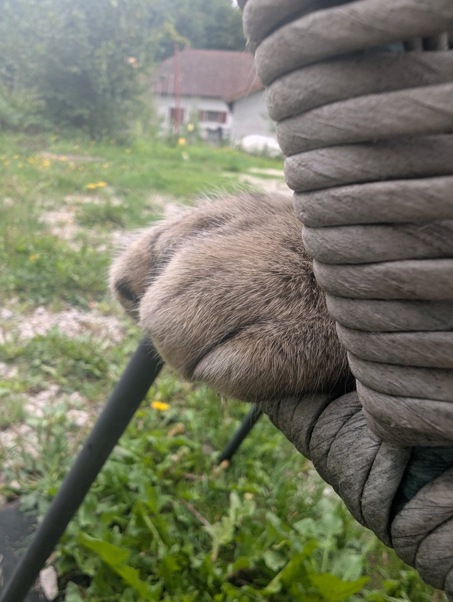 MidoriCreation's tweet photo. Tu te dis que c'est mignon ces petites pattes qui dépassent. 

C'est un piège !!!!

#danger #piege #manipulation #complotdeschats https://t.co/USoisSHtSJ