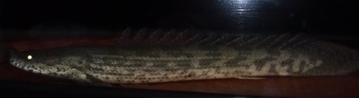 zi5928's tweet image. Guinean Lapradei 
#polypterus #古代魚