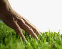 ScottCraigie4's tweet photo. Feel the grass’ coolness, feel the world alive.
@opensea 
#openseatouchgrass #opensea https://t.co/ZIL2lIeqEc