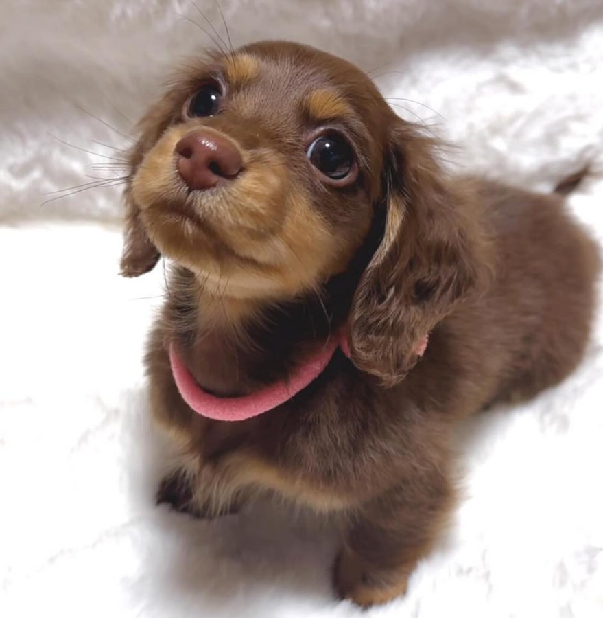 Best in Dogs tweet media