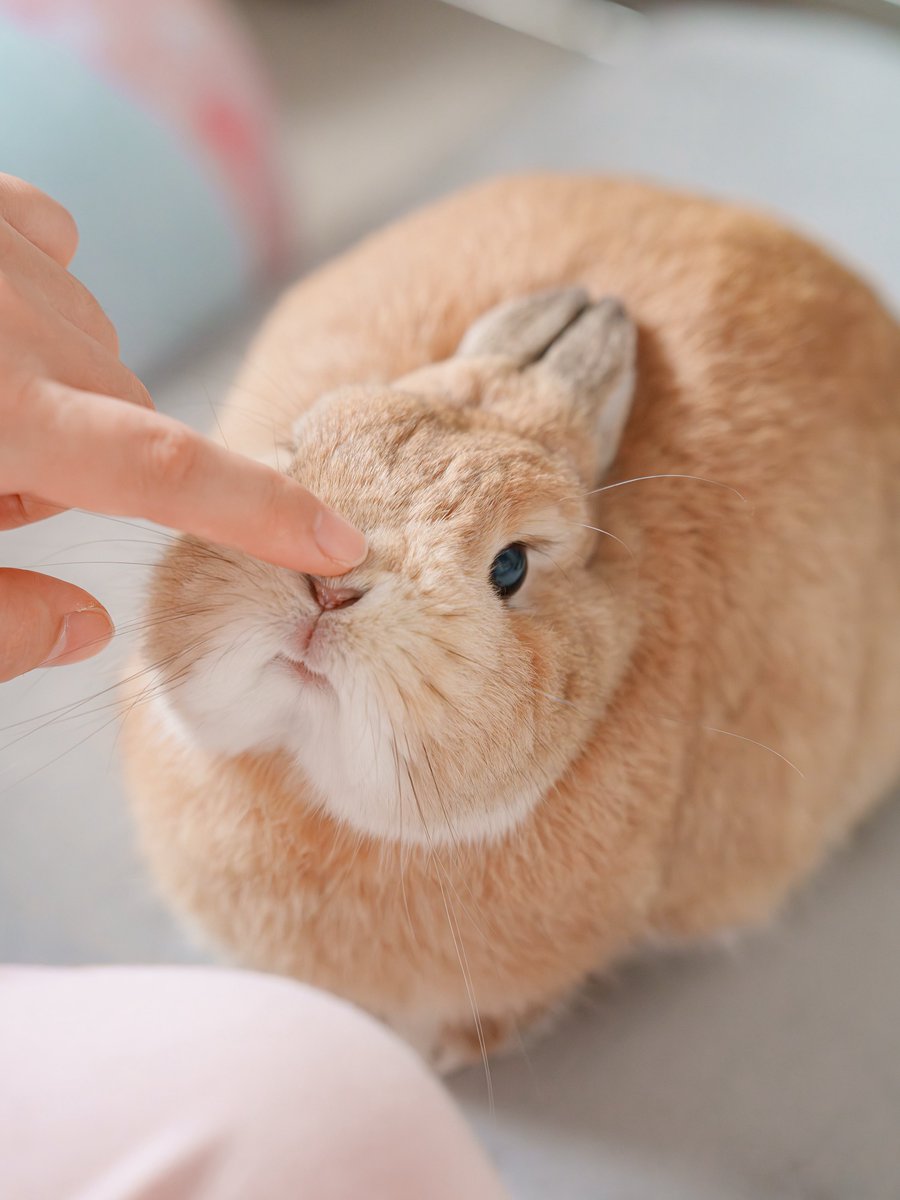 ♡うさぎ様ご確認♡ 幸せのうさぎと四つ葉のクローバー金貨＞純金コイン宝飾