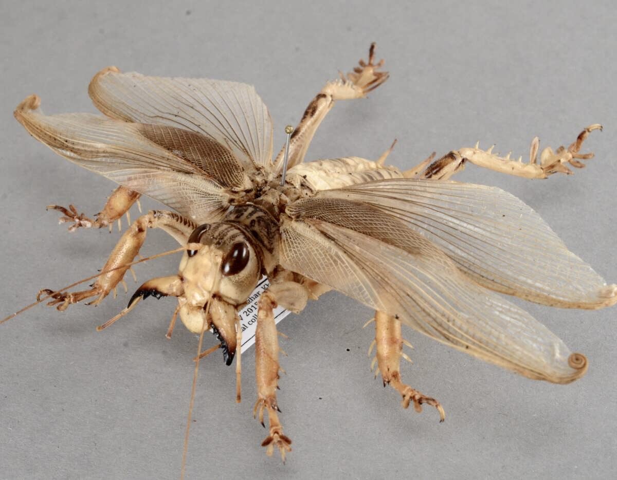 マキバネコロギス　標本 新着標本】 マキバネコロギス Schizodactylidae monstrosus パキスタン