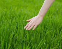 NelsonChestert1's tweet photo. Touch grass and touch nature’s soul.
@opensea
#openseatouchgrass #opensea https://t.co/SzocjSzW3Z