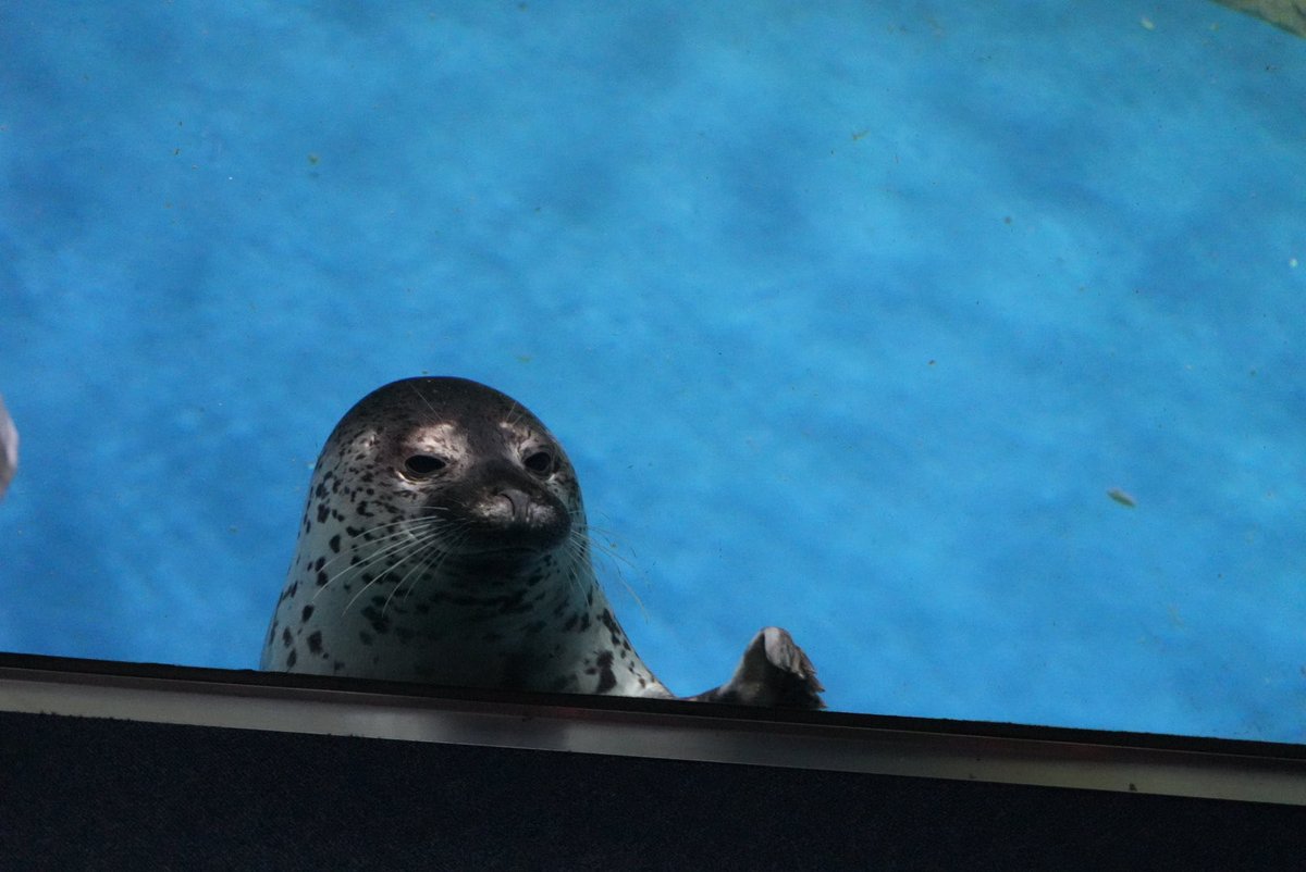 Mody_76d's tweet image. ココアが下から出てくるの好きすぎる
#新江ノ島水族館　#ココア