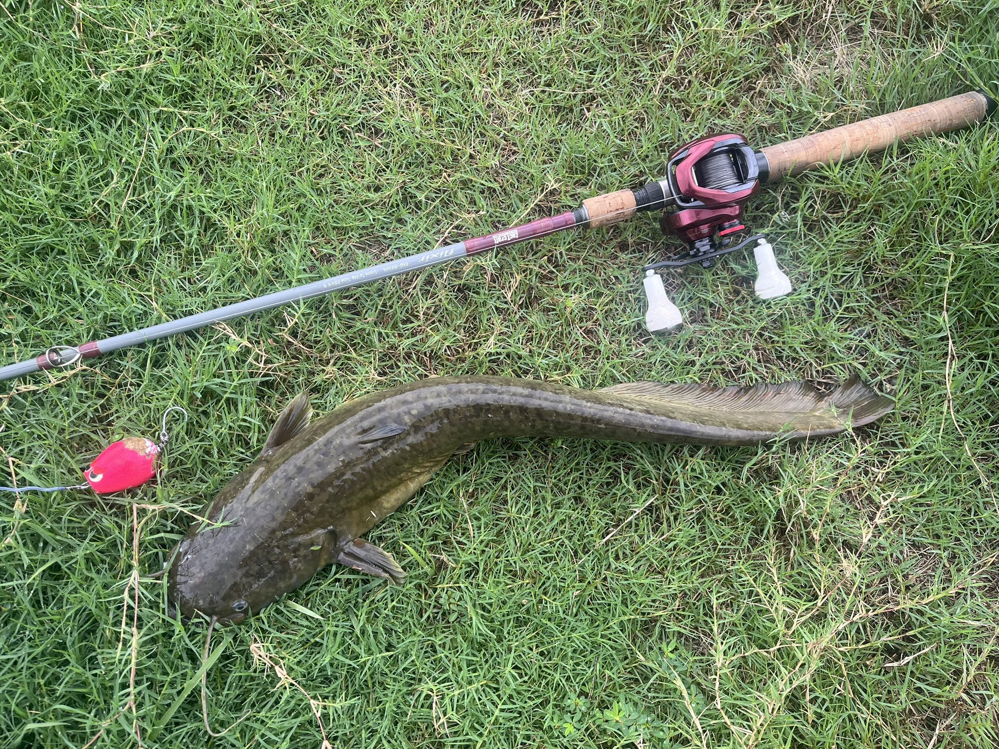 田村釣具　鯰　マナマズ 田村釣具 鯰 マナマズ 田村釣具 鯰 マナマズ 田村釣具 鯰 マナマズ