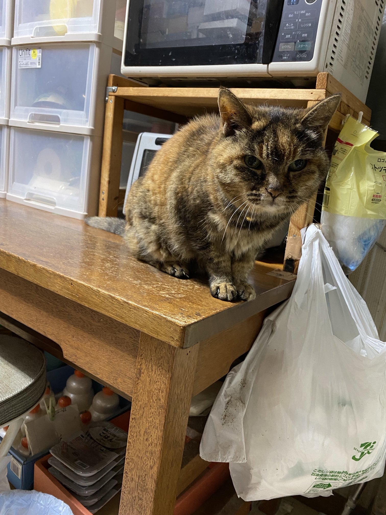 ねこ先輩 on X: 