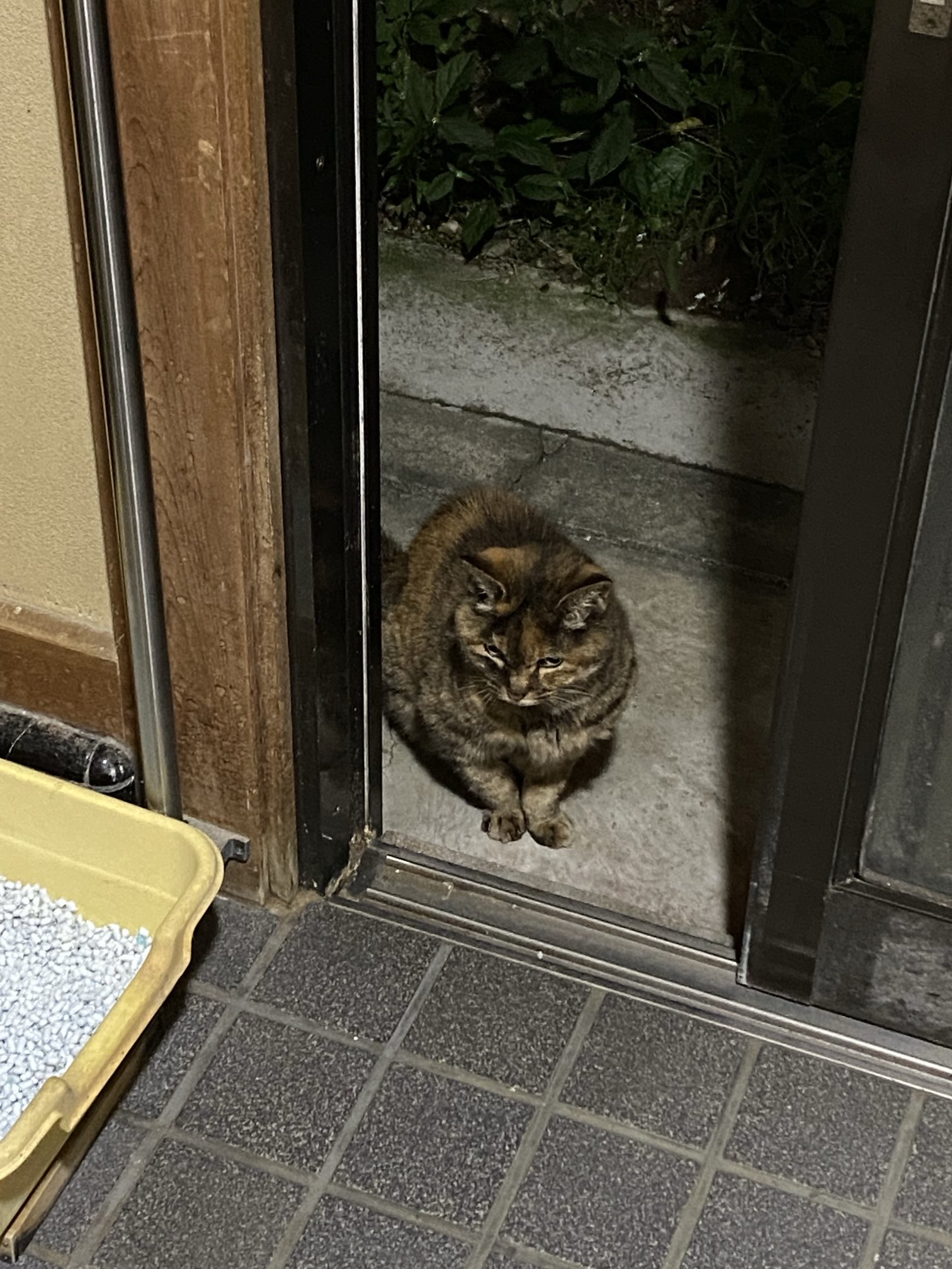ねこ先輩 on X: 