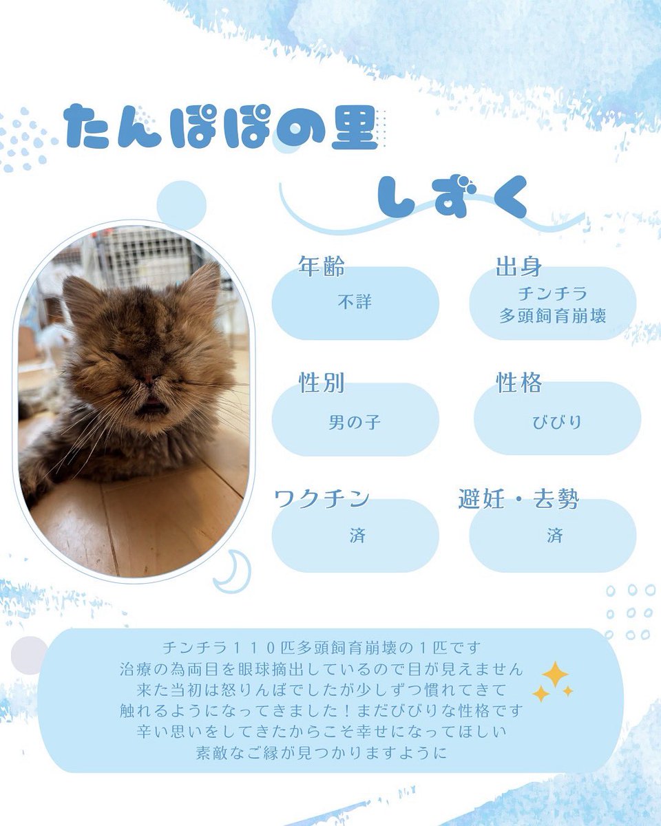 #新しい飼い主さん募集中 #たんぽぽの里 #譲渡会 #猫 #ねこの保育園ねこてまり