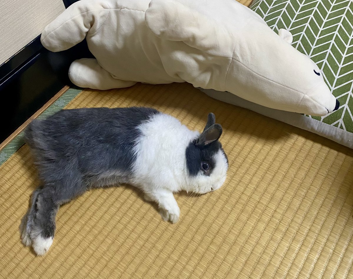 こんばんはもこ🐰
ごろりん寝🐰💤🐻‍❄️
#うさぎ　#うさぎのいる暮らし