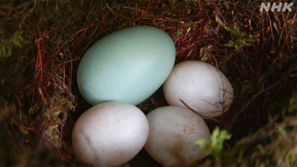 ダーウィンが来た！ on X