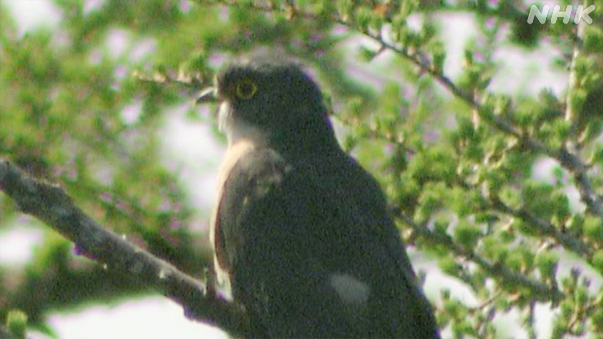 ダーウィンが来た！ on X