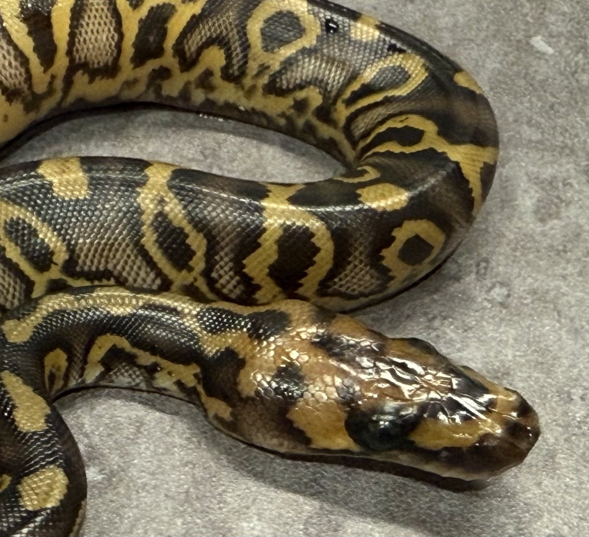 CMAIN-MORPHS tweet media