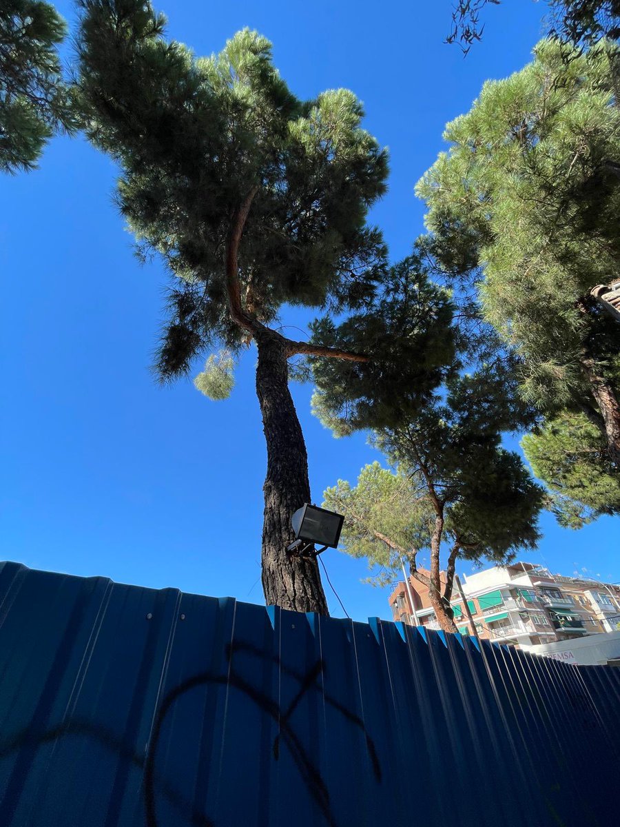 Solicitamos la retirada de los focos que han puesto en el arbolado de la Glorieta del Ejército en Carabanchel 
<a href="/JMDCarabanchel/">Distrito Carabanchel</a>