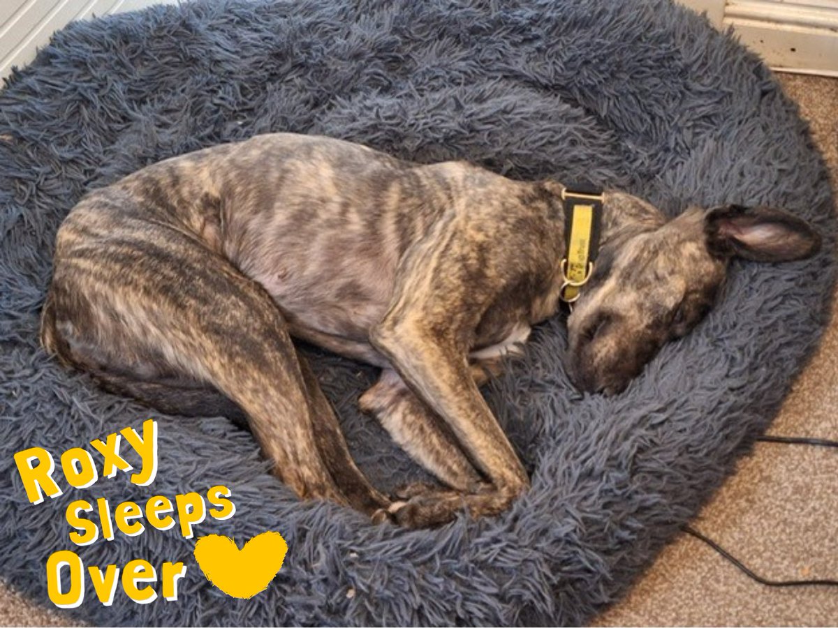 Roxy has been thriving in her foster home... could you be the one to make it permanent for her?🥺💛🏡

She would do best in an adult only home with no other pets🐾 She is very happy to pass other polite dogs on her walks and loves nothing more than getting out on adventures🏃
