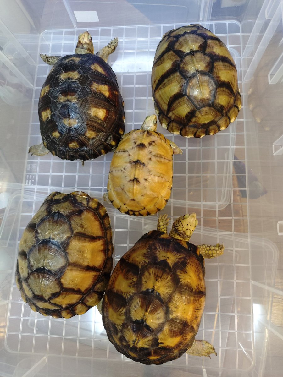 ユカタンハコガメ22CB〜24CB🐢
大好きなハコガメです😆
#ユカタンハコガメ