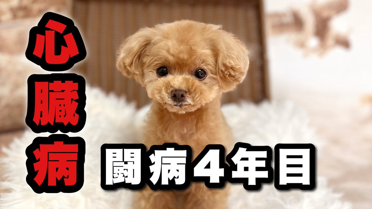 トイプードルのコロン (@colon_toypoodle) / Posts / X