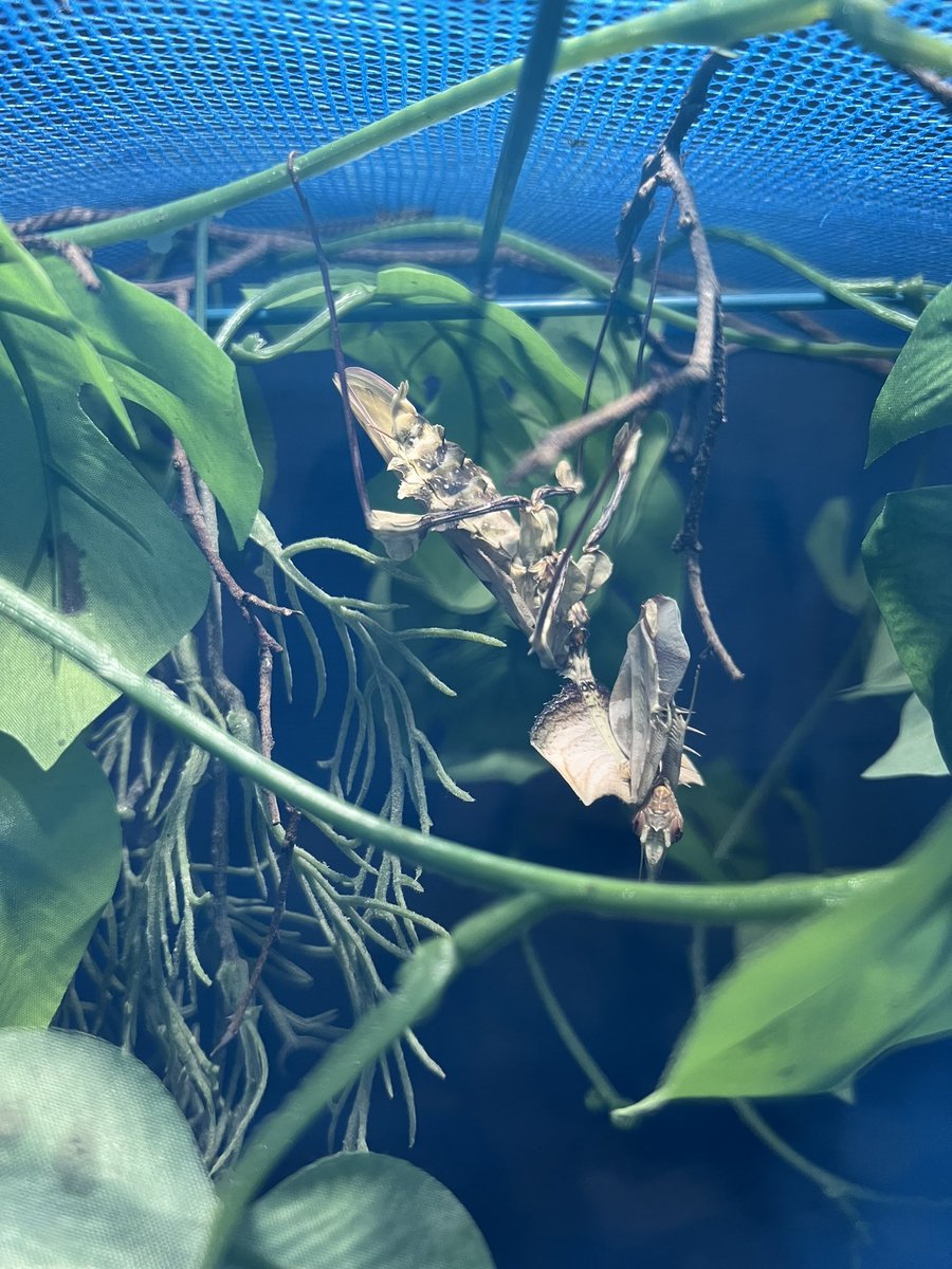 ニセハナマオウカマキリ羽化。
今年、最初のメスが無事に羽化。この調子で今月中に羽化して欲しい！