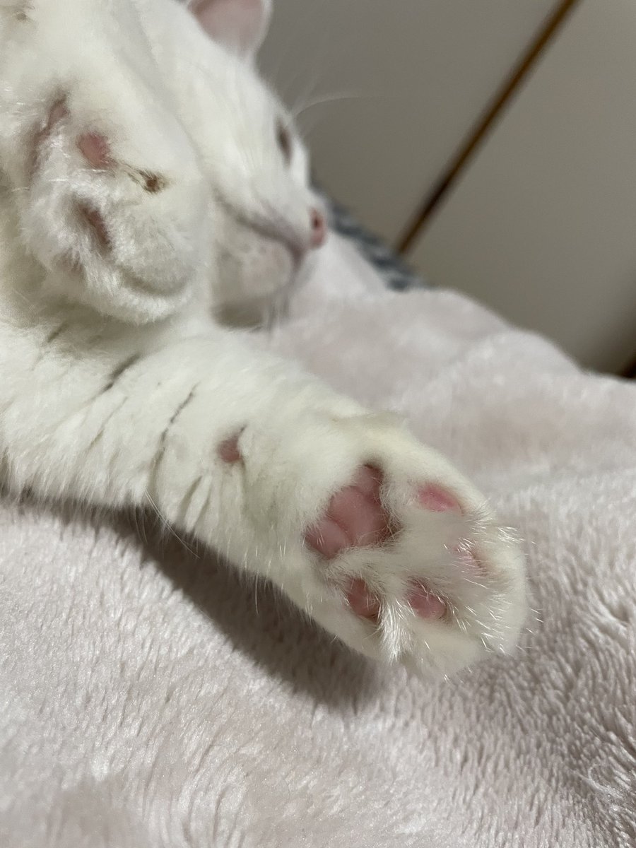 LEGOで遊んでたらイヴ乱入
うちの怪獣に壊された…
ついでに神様の塗り残しチェック…
全部塗られてた
#肉球 #神様の塗り残し