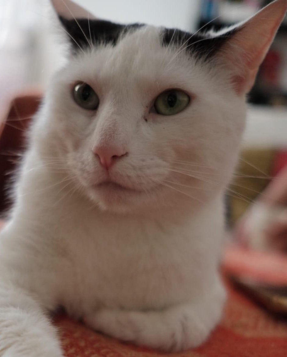 It's been five months since Blanco started his search for a home. We hope these pictures in his foster home show just how much love he has to give. As his foster carer says: "Blanco is happiest when he’s close by or resting his head or paw on your lap." themayhew.org/cats/blanco/.