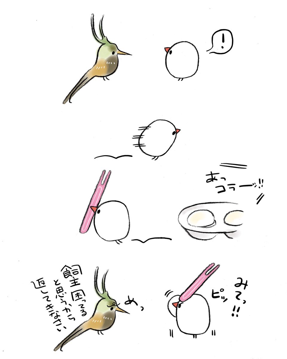 カンムリトゲオハチドリとぶんちょ 