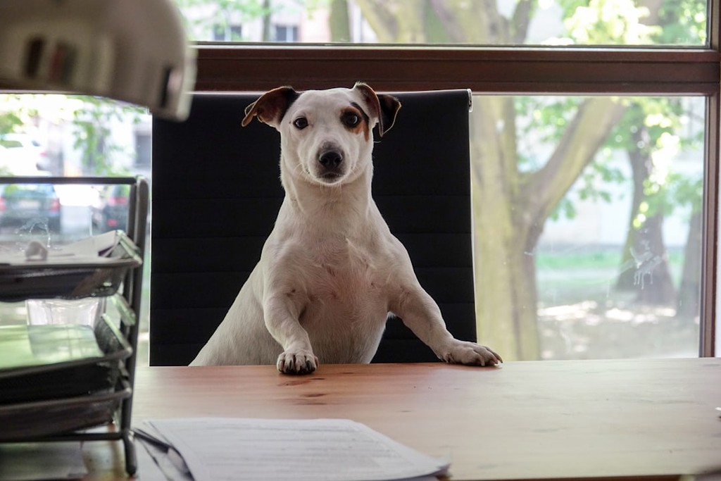 jodadi_o's tweet image. 3 Simple Tips for Making Your Pet Business Website SEO-Friendly
▸ bit.ly/3ZEBwhT

#EasyTips #PetBusiness #SimpleTricks