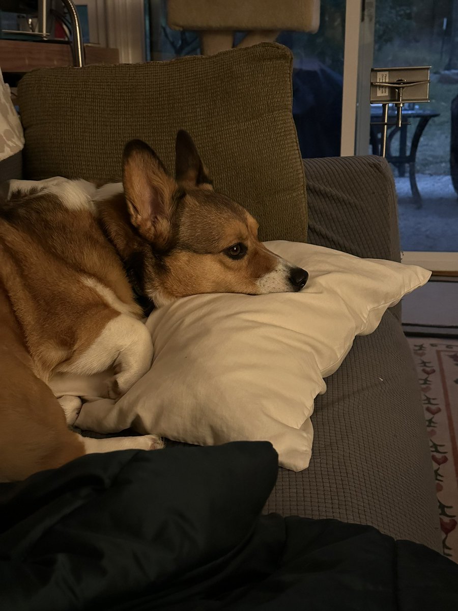 Stole Momma’s pillow when she got up for a minute. #CorgiCrew