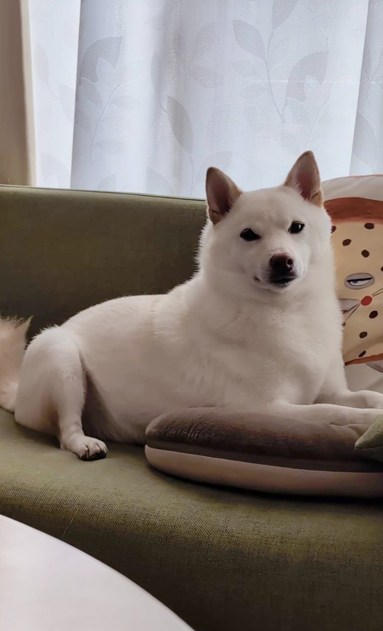 美しい古美術◼️蔵から可愛い犬のかなり雰囲気のある水差しが出て来ました、茶道具 白柴犬まんまる on X: 