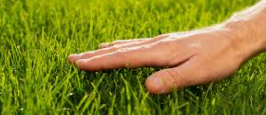 wolfdog168's tweet photo. touching grass 

@opensea https://t.co/mUcwMsTlzN