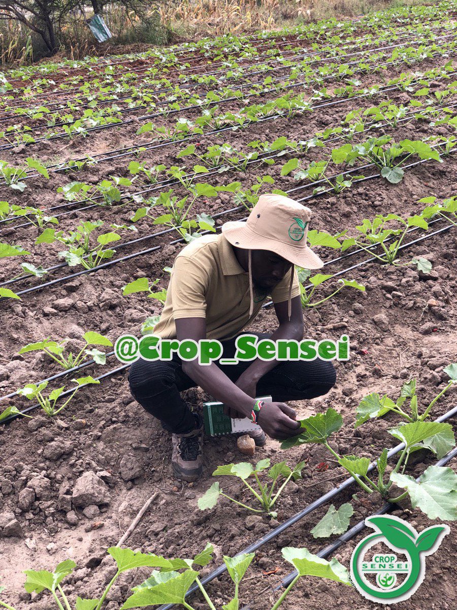 crop_sensei's tweet image. Out here turning dirt into dinner.

#courgettes #precisionagriculture #SustainableFarming