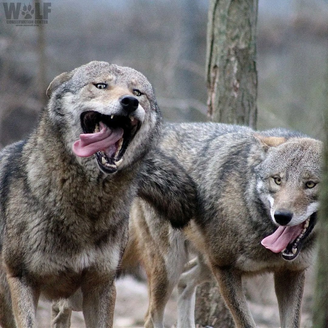 This is Merlin at his happy place 🤗