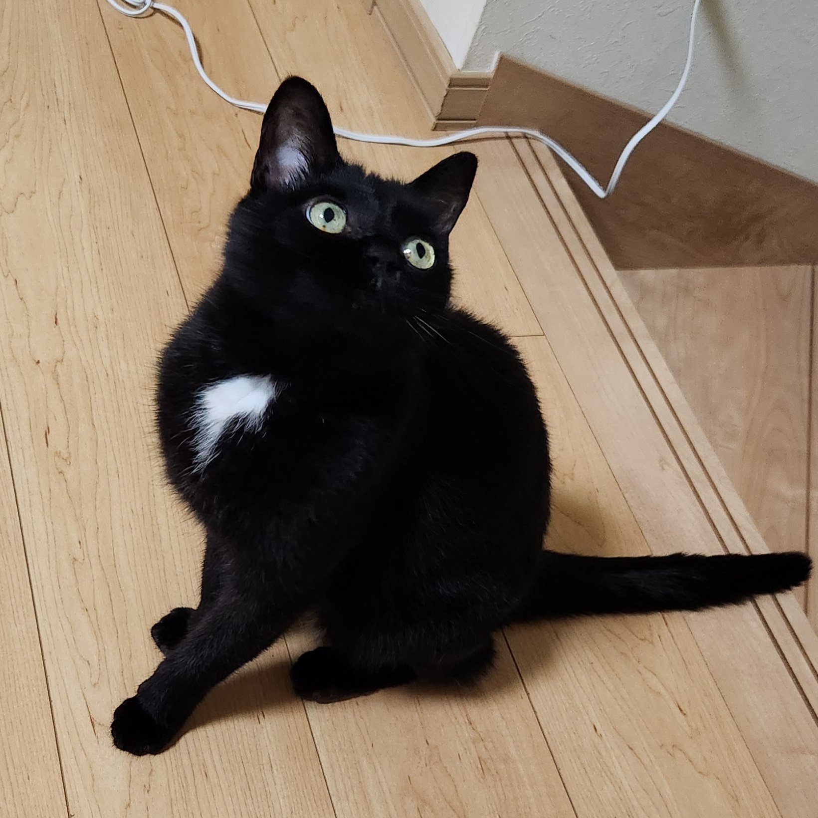 ♡黒猫( ΦωΦ )♡とまとめ 黒豆大福 on X: 