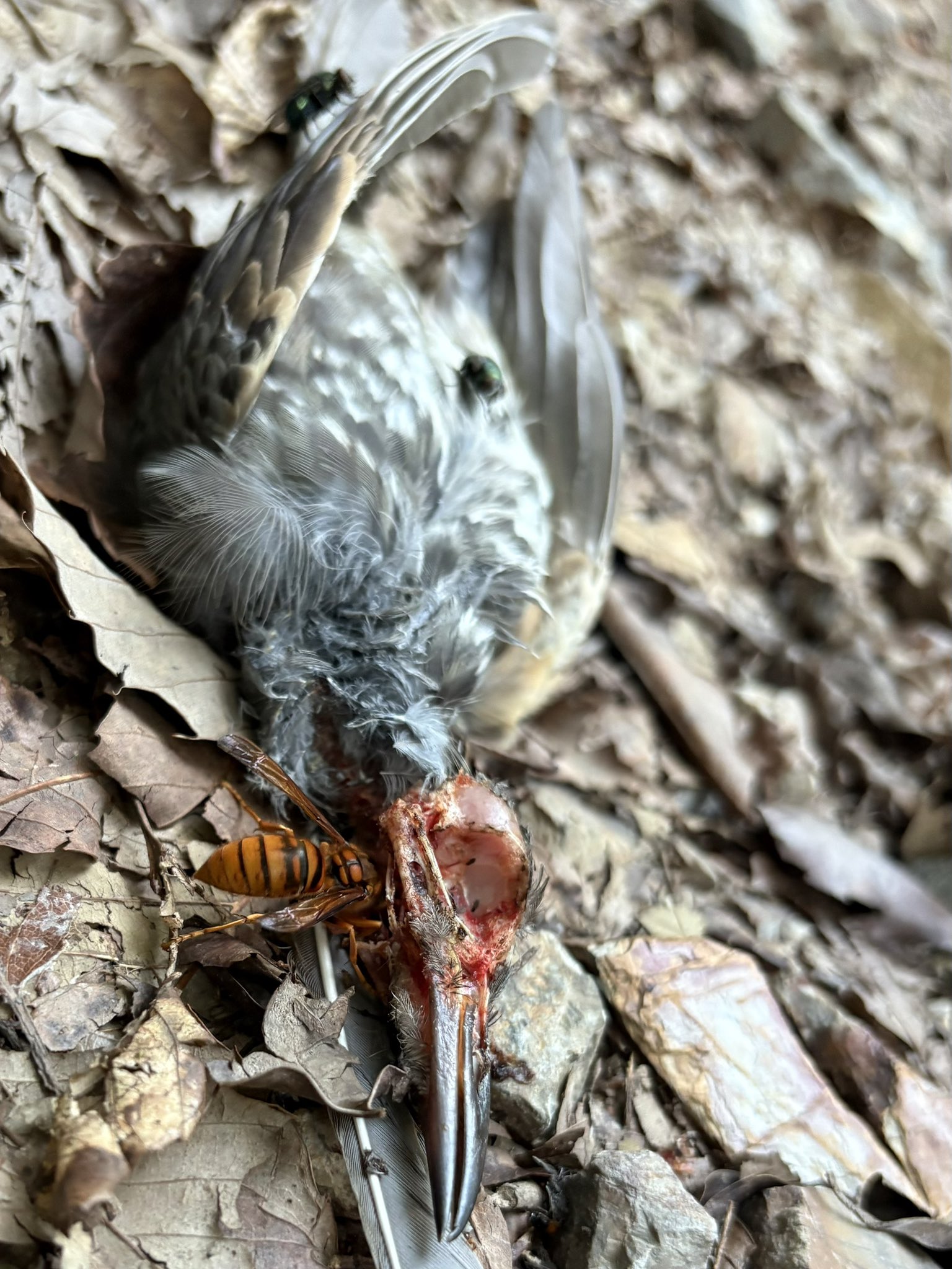 富貴蘭山取写真全部です15鉢以上ですスズメバチさん 富貴蘭山取写真