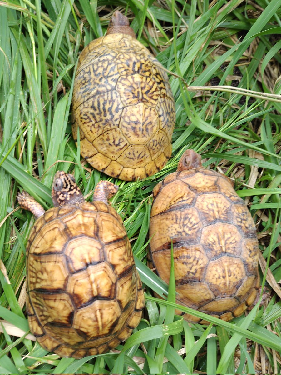 34_wgnc's tweet image. 1枚目上母親と下2頭2023CBのスリーショットです。
顔つきはそれぞれ違いますが、甲羅模様は似てきたように思います。
t＋アルビノが出現した血統です。　(^⁠_⁠^)
#トウブハコガメ 
#Easternboxturtle 
#Easternboxturtle_Positive_Albino 
#t_plus_albino
#Terrapenecarolinacarolina 
#burikura