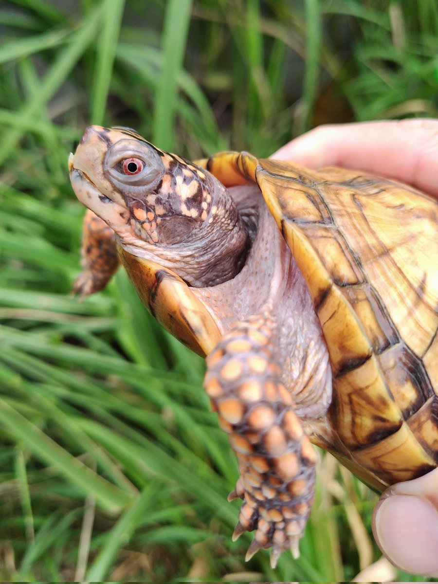 34_wgnc's tweet image. 1枚目上母親と下2頭2023CBのスリーショットです。
顔つきはそれぞれ違いますが、甲羅模様は似てきたように思います。
t＋アルビノが出現した血統です。　(^⁠_⁠^)
#トウブハコガメ 
#Easternboxturtle 
#Easternboxturtle_Positive_Albino 
#t_plus_albino
#Terrapenecarolinacarolina 
#burikura